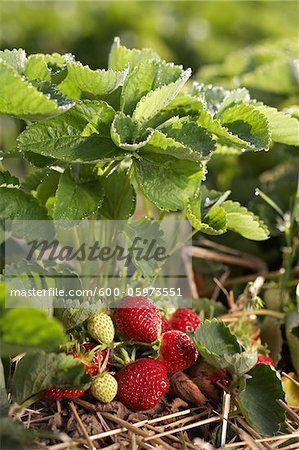 Ripe Strawberries, DeVries Farm, Fenwick, Ontario, Canada