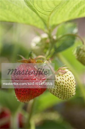 Fraise mûre sur vigne, ferme DeVries, Fenwick (Ontario), Canada