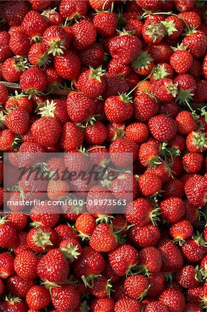 Fraises récoltées, ferme DeVries, Fenwick (Ontario), Canada