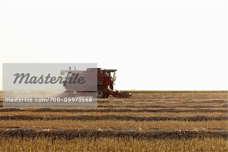 Axial-Flow combiner la récolte de blé dans le champ, Starbuck, Manitoba, Canada