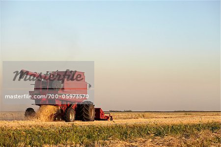 Axial-Flow verbindet Ernte Weizen Feld, Starbuck, Manitoba, Kanada