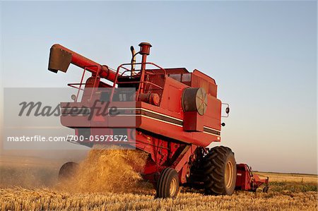 Axial-Flow Combines Harvesting Wheat in Field, Starbuck, Manitoba, Canada Axial-Flow Combines Harvesting Wheat in Field, Starbuck, Manitoba, Canada
