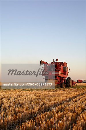 Axial-Flow Combines Harvesting Wheat in Field, Starbuck, Manitoba, Canada