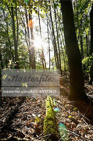 Soleil à travers la forêt, Allemagne