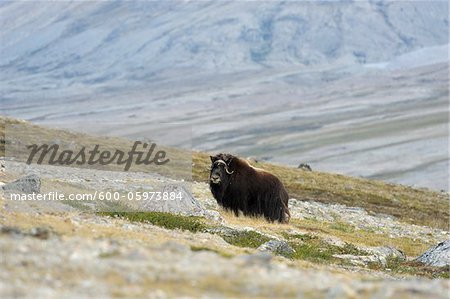 Musk Ox, Nordbugten, Nordvestfjorden, Scoresby Sund, Greenland