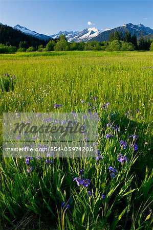 COMPOSITE: Scenic view of Cotton Grass and wild Iris in Brotherhood Meadow in the Mendenhall Valley, Mendenhall Glacier and Towers beyond in the distance,Juneau, Southeast Alaska, Summer