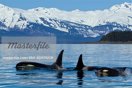 COMPOSITE: Family of Killer whales surface in Lynn Canal near Juneau with Chilkat Mountains in the background, Southeast Alaska, Summer