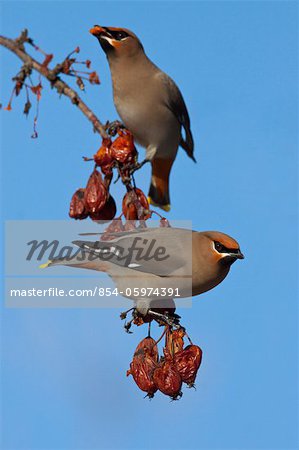 A pair of Bohemian Waxwings perched on branches eat red crabapple fruit, Anchorage, Southcentral Alaska, Winter