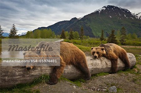 CAPTIVE: Two mature Brown bears lay stretched out on a log at Alaska Wildlife Conservation Center, Southcentral Alaska, Summer