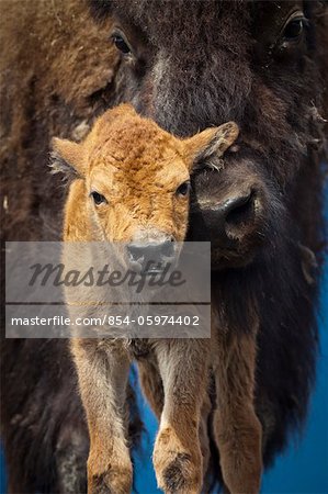 CAPTIVE : Gros plan d'un nouveau-né Bison des bois veau et mère, Alaska, Conservatiion Wildlife Center, Centre-Sud Alaska, été