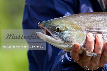 Un pêcheur mouche peut contenir jusqu'à un saumon capturé sur la rivière Koktuli dans la baie de Bristol, sud-ouest de l'Alaska, l'été