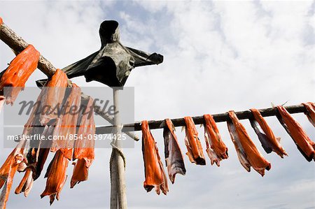 Subsistance caught Bristol Bay Sockeye salmon harvested from Newhalen River drying on a rack, Southwest Alaska, Summer