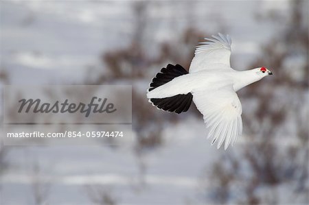 Male Willow Ptarmigan in winter plumage in flight over snow covered willows with red crest visible, Chugach Mountains, Southcentral Alaska, Winter