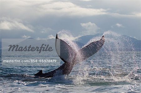 Humpback whale tail slapping surface of Prince William Sound, Southcentral Alaska, Spring