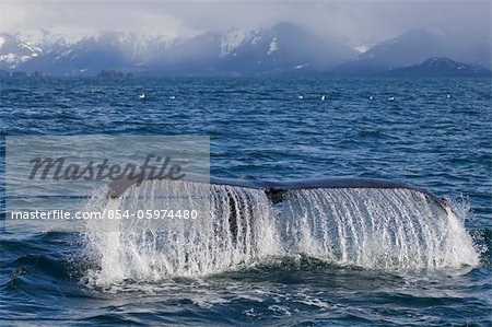 Baleine à bosse Aroyan avec de l'eau en cascade de la queue avec snowcappped montagnes Chugach en arrière-plan, Prince William Sound, centre-sud de l'Alaska, printemps