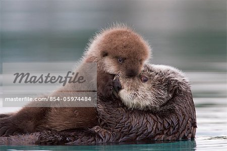 Female Sea Otter Betrieb Neugeborene Welpen aus Wasser, Prince William Sound South Central Alaska, Winter