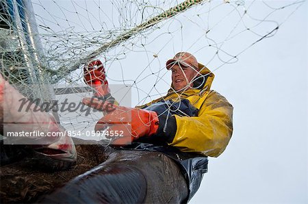 Commercial fisherman picks sockeye salmon off a gillnet at a set net site in the Naknek River, Bristol Bay, Alaska, Summer