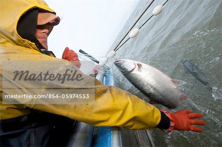Pêcheur commercial picks saumon un REGLAGE net durant l'été de la rivière Naknek, baie de Bristol, Alaska,