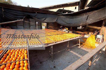 Making dried persimmons at courtyard of Tulou, Kongkeng village, Fujian, China