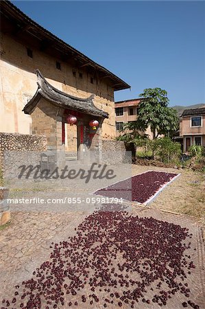 Harvested roselle, Tolou Zhizelou, Gaobei village, Yongding, Fujian, China