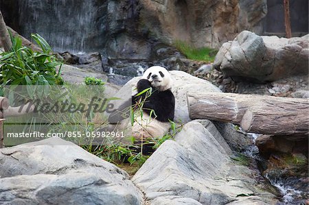 Großer Panda im Ocean Park Hong Kong Abenteuer
