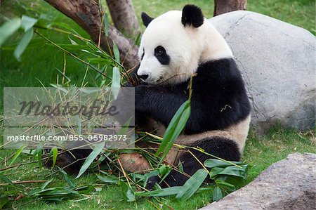 Giant panda adventure at Ocean Park, Hong Kong