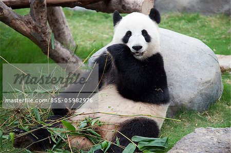 Aventure panda géant à Ocean Park, Hong Kong