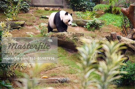 Panda géant à Ocean Park, Hong Kong