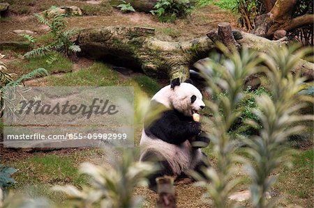 Panda géant à Ocean Park, Hong Kong