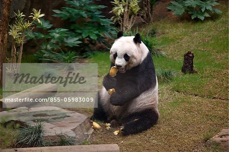 Giant panda  at Ocean Park, Hong Kong