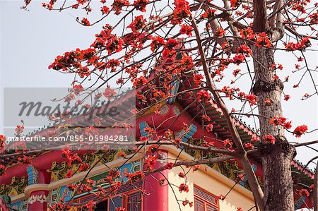 Cotton Tree Blossom Tsing Chung Tempel, New Territories, Hong Kong