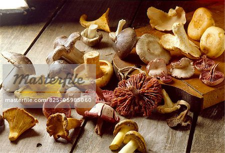 selection of mushrooms