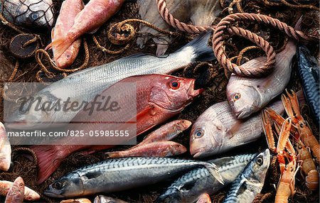 selection of fresh fish