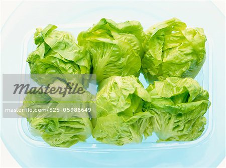 green lettuce in punnet green lettuce in punnet