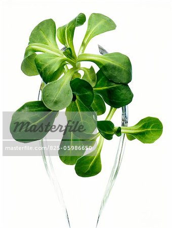 lamb's lettuce lamb's lettuce