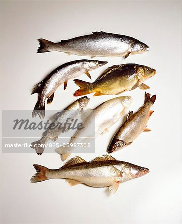 Poisson frais Poisson frais