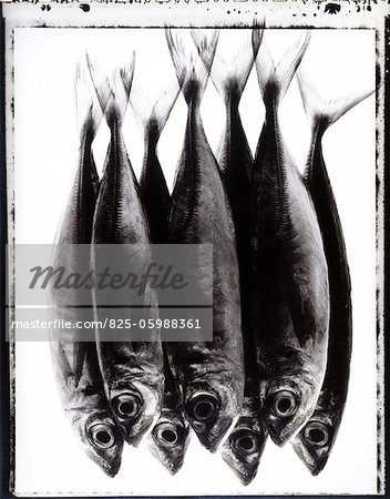 Saurel marine fish