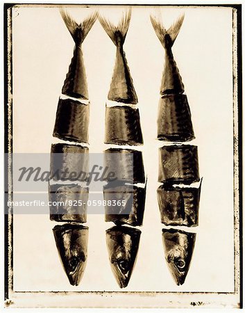 Sectioned mackerel