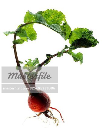 Radish Radish