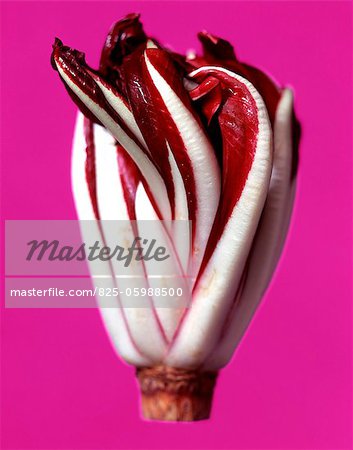 Radicchio Trevigianio