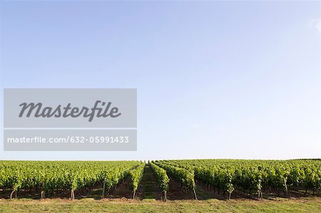 Vineyard, Bordeaux, France