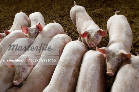 Porcs en porcherie