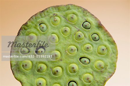 Lotus seed pod