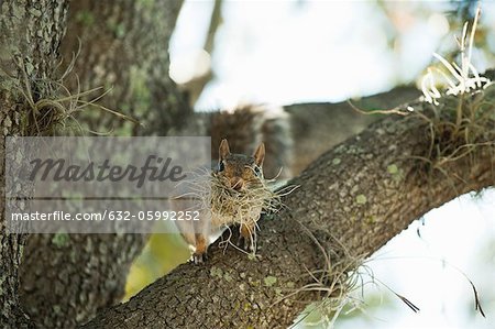 Dans l'arborescence d'écureuil