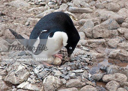 An Adélie Penguin turns its eggs in its rocky nest on Paulet Island.  Adélies mate for life with females laying two eggs a couple of days apart.
