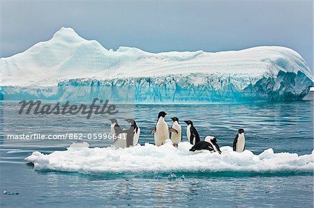 Adélie Penguins on an ice flow off Paulet Island. Adélies are one of only two species of penguin found on the Antarctic mainland.