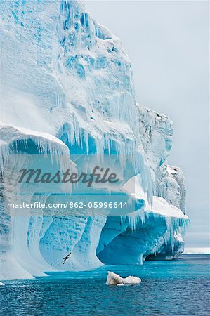 A magnificent blue iceberg with icicles in the Erebus and Terror Gulf off the northeast coast of the Antarctic Peninsula.