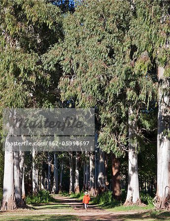 Une allée bordée de grands eucalyptus sur Estancia San Miguel de.