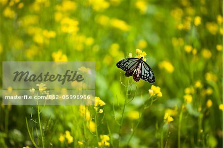 Papillon dans un champ de canola dans la vallée de Phobjikha.