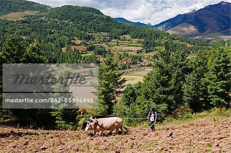 Ein Landwirt pflügen die Felder auf einem steilen Hügel, Tang-Tal